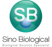 Large logo of Sino Biological